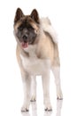 American Akita