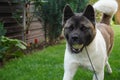 American Akita Playing with a ball and with his human friend