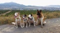 American Akita American Akita with other dogs