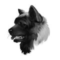 American Akita dog digital art illustration in black and white colors. Large breed of dog originating from Japan. Akita Ken Inu