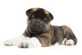 American Akita dog puppy on a white background