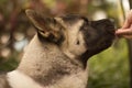 American Akita Eating Treat