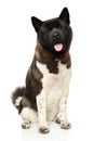 American Akita in front of white background