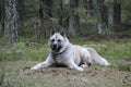 The American Akita or great Japanese dog the American Akita or big Japanese dog is a devoted friend and companion Royalty Free Stock Photo