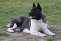 American Akita - hunter