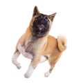 american akita jumping against a white background Royalty Free Stock Photo