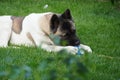 American Akita Playing with a ball and with his human friend