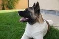 American Akita Playing with a ball and with his human friend