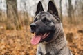 American Akita posing against the background of the autumn forest, close-up selective focus on the eyes. Idea for poster or