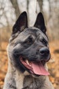 American Akita posing against the background of the autumn forest, close-up selective focus on the eyes. Idea for poster or