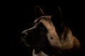 Dog portrait with black background.
