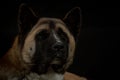 Dog portrait with black background.