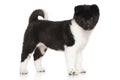 American Akita puppy in front of white background Royalty Free Stock Photo