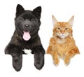 American Akita puppy and Maine Coon cat together