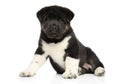 American Akita puppy on a white background Royalty Free Stock Photo