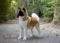 American Akita purebred dog female white and brown