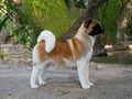 American Akita purebred dog female white and brown