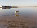 American Akita reflection in the lake