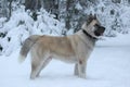 The American Akita or great Japanese dog the American Akita or big Japanese dog is a devoted friend and companion Royalty Free Stock Photo