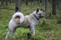 The American Akita or great Japanese dog the American Akita or big Japanese dog is a devoted friend and companion Royalty Free Stock Photo