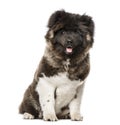 American Akita sitting, 7 months old, isolated