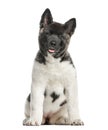 American akita sitting,