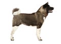 American Akita in stand