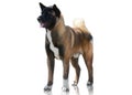 American Akita stand isolated on white background Royalty Free Stock Photo