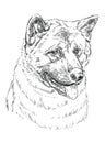 American akita vector hand drawing portrait