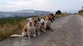 American Akita watches border collie Staffordshire Terrier