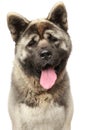 American Akita on a white background