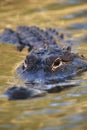 American Alligator