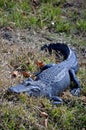 American Alligator Royalty Free Stock Photo