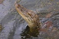 American alligator