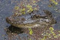 American alligator