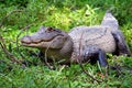 American Alligator