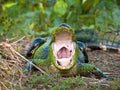 American alligator Royalty Free Stock Photo