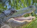 American alligator Royalty Free Stock Photo