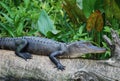 American Alligator Royalty Free Stock Photo