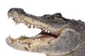 American Alligator (30 years) Royalty Free Stock Photo