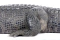 American Alligator (30 years) Royalty Free Stock Photo