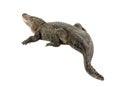 American Alligator (30 years) - Alligator mississi Royalty Free Stock Photo