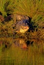 American Alligator, Alligator mississippiensis Royalty Free Stock Photo