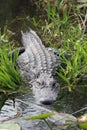 American Alligator, Alligator mississippiensis