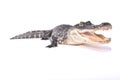 American alligator,Alligator mississippiensis Royalty Free Stock Photo