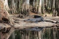 American Alligator in Fisheating Creek, Florida.