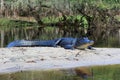 American Alligator in Fisheating Creek, Florida. Royalty Free Stock Photo