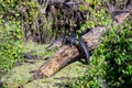 American Alligator in a Florida Swamp Royalty Free Stock Photo