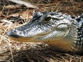 American Alligator Alligator mississippiensis