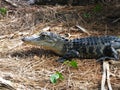 American Alligator Alligator mississippiensis